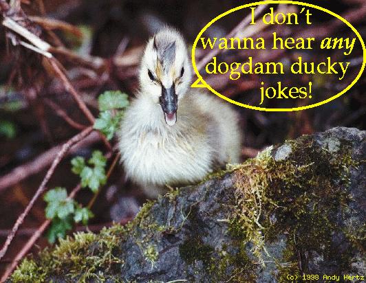 Duckling says no Duckies